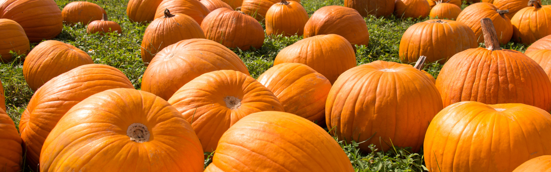 Pumpkins